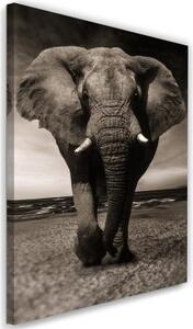 Obraz na plátně Afrika Slon černobílý - 60x90 cm