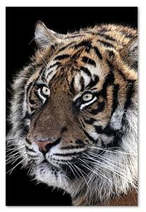Obraz na plátně Tygr ve volné přírodě - 40x60 cm
