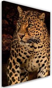 Obraz na plátně Leopard divoká příroda - 60x90 cm