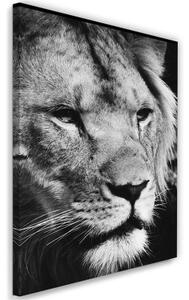 Obraz na plátně Afrika Lev černobílý - 80x120 cm