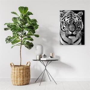 Obraz na plátně Tygr Africa Black and White - 40x60 cm