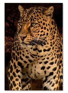 Obraz na plátně Leopardí zvířata Příroda - 40x60 cm