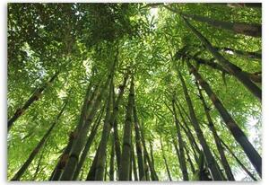 Obraz na plátně Bambusový les Natur - 60x40 cm