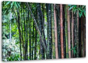 Obraz na plátně Bambusová lesní zelená - 90x60 cm