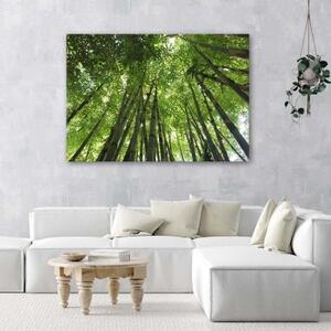 Obraz na plátně Bambusový les Natur - 60x40 cm