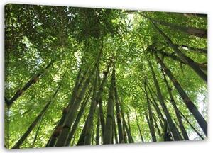 Obraz na plátně Bambusový les Natur - 100x70 cm