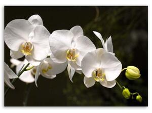 Obraz na plátně Bílá orchidej Květina - 90x60 cm
