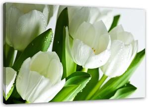 Obraz na plátně Bílé tulipány Květina - 100x70 cm