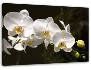 Obraz na plátně Bílá orchidej Květina - 100x70 cm