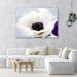 Obraz na plátně Květina Bílá příroda - 60x40 cm
