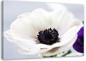 Obraz na plátně Květina Bílá příroda - 90x60 cm