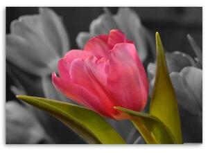 Obraz na plátně Červené tulipány Květy Příroda - 60x40 cm