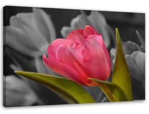 Obraz na plátně Červené tulipány Květy Příroda - 100x70 cm