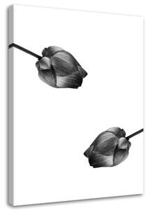 Obraz na plátně Květina Příroda Černá a bílá - 80x120 cm