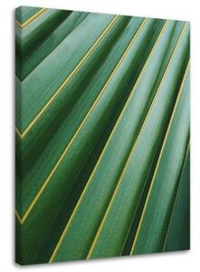Obraz na plátně Přírodní rostlina Palm Leaf - 70x100 cm
