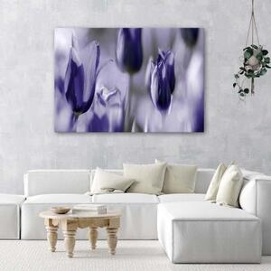 Obraz na plátně Tulipán květ fialový - 60x40 cm