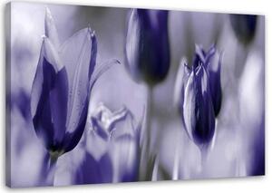 Obraz na plátně Tulipány Květiny Fialová - 100x70 cm