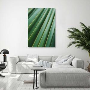 Obraz na plátně Přírodní rostlina Palm Leaf - 40x60 cm