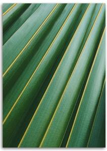 Obraz na plátně Přírodní rostlina Palm Leaf - 40x60 cm