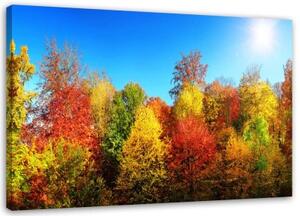 Obraz na plátně Barevná lesní podzimní krajina - 120x80 cm