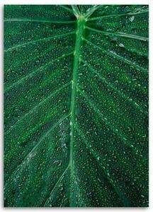 Obraz na plátně Listová rostlina Zelená příroda - 40x60 cm