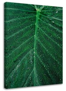 Obraz na plátně Listová rostlina Zelená příroda - 70x100 cm