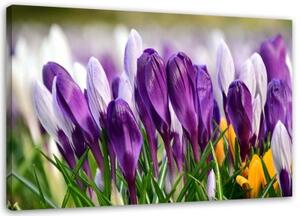 Obraz na plátně Květy krokusů Fialová - 90x60 cm