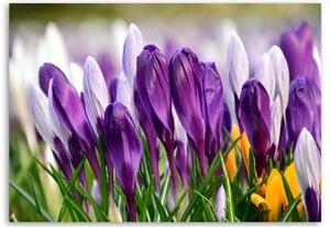 Obraz na plátně Květy krokusů fialové - 120x80 cm