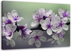 Obraz na plátně Květina jabloně Příroda - 90x60 cm