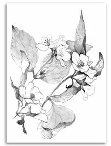 Obraz na plátně Květiny Černá Bílá Příroda - 40x60 cm