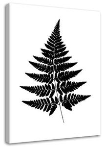 Obraz na plátně Kapradinový list černobílý - 60x90 cm