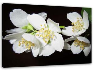 Obraz na plátně Jasmín Květina Příroda - 60x40 cm