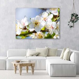 Obraz na plátně Jabloň Květina Příroda - 60x40 cm