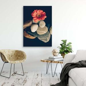 Obraz na plátně Gerbery Květiny Kameny - 40x60 cm