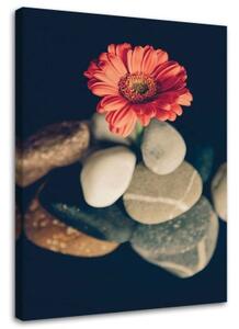 Obraz na plátně Gerbery Květiny Kameny - 70x100 cm