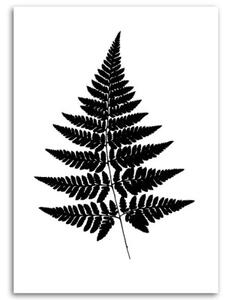Obraz na plátně Kapradinový list černá bílá příroda - 80x120 cm