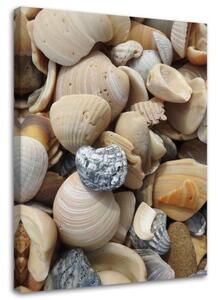 Obraz na plátně Mušle Kameny moře - 80x120 cm