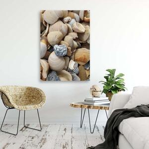 Obraz na plátně Mušle Kameny moře - 40x60 cm