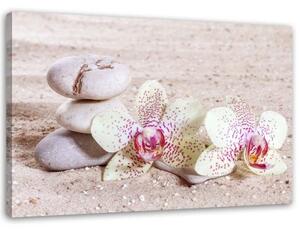 Obraz na plátně Orchideje Zen Spa Stones - 90x60 cm