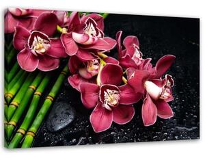 Obraz na plátně Růžová orchidej Bamboo Zen - 100x70 cm