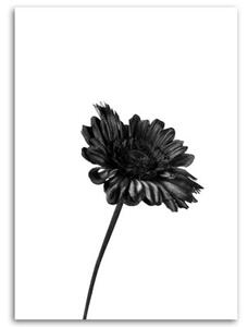 Obraz na plátně Květiny Příroda Černá Bílá - 70x100 cm