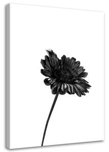 Obraz na plátně Květiny Příroda Černá Bílá - 80x120 cm