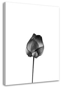 Obraz na plátně Černobílý květ - 60x90 cm