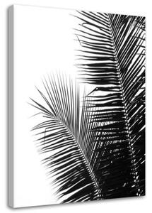 Obraz na plátně Palm Leaf Black White - 80x120 cm