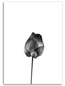Obraz na plátně Černobílý květ - 40x60 cm