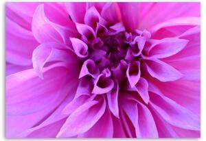 Obraz na plátně Růžové květy Rostliny Příroda - 60x40 cm