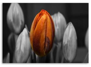 Obraz na plátně Tulipán oranžový šedý - 90x60 cm