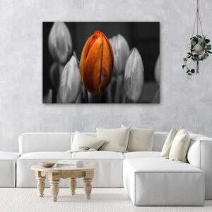 Obraz na plátně Tulipán oranžový šedý - 90x60 cm
