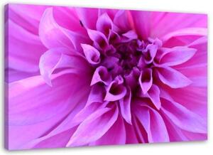 Obraz na plátně Růžové květy Rostliny Příroda - 90x60 cm