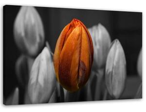 Obraz na plátně Tulipán Orange Grey - 100x70 cm